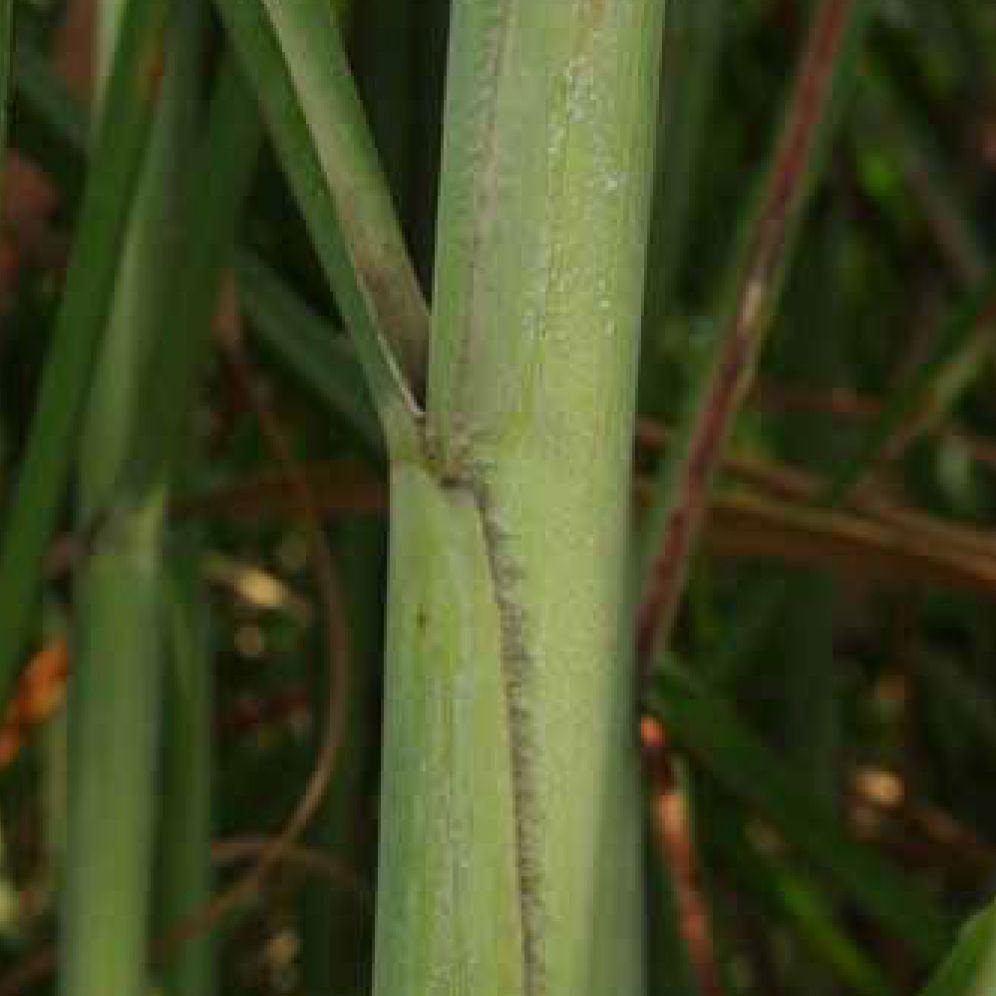 Leaf sheath margin – Generally necrotic (brown) and notably different from the green leaf sheath.